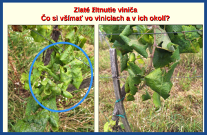 zlaté žltnutie viniča